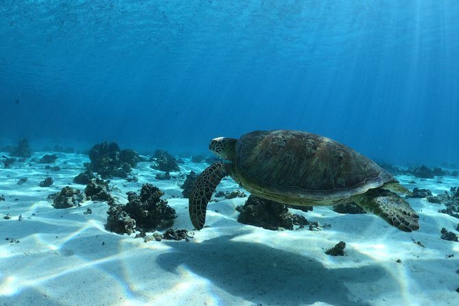 Best Way to Interact with Ocean Wildlife with Lunch. 6H - The Sum Up