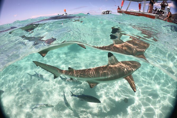 Best Way to Interact with Ocean Wildlife with Lunch. 6H - FAQ