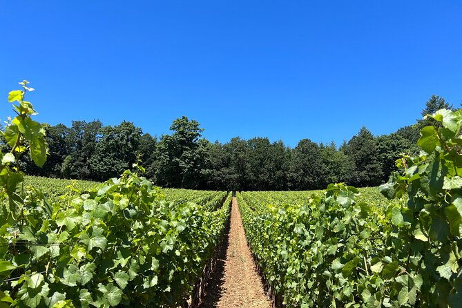 best-wines-best-views-full-day-private-willamette-valley-tours