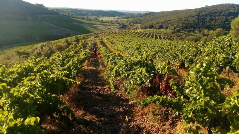 Beziers: Eco Wine Tasting at Sarabande Wines Off-Grid Winery - An In-Depth Look at the Sarabande Eco Wine Tasting Experience