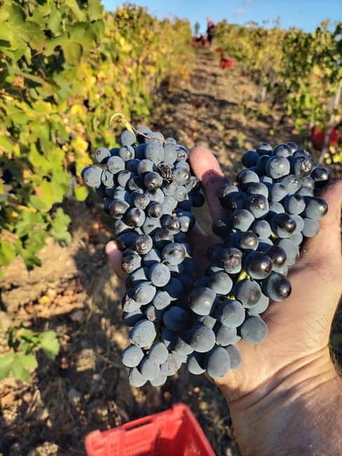 Beziers: Eco Wine Tasting at Sarabande Wines Off-Grid Winery - Why This Tour Is a Great Choice