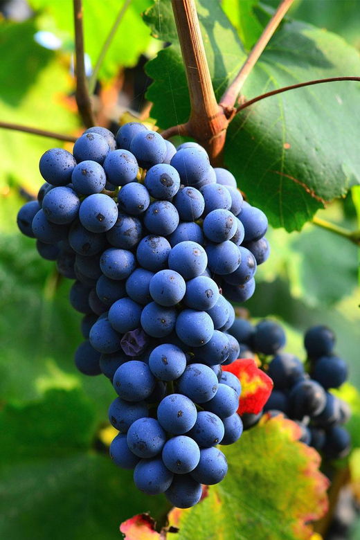beziers-explore-the-faugeres-vineyards-with-a-picnic