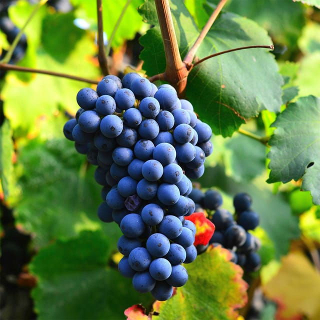 beziers-explore-the-faugeres-vineyards-with-a-picnic