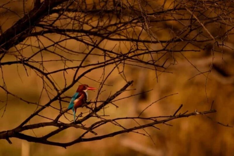 Bharatpur Bird Sanctuary Tour with Pickup and Drop - Introduction