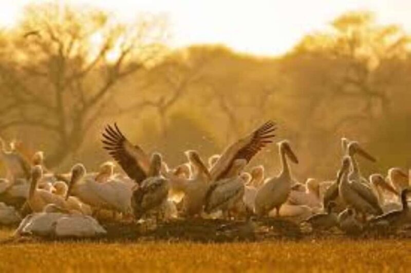 Bharatpur Bird Sanctuary Tour with Pickup and Drop - Key Points