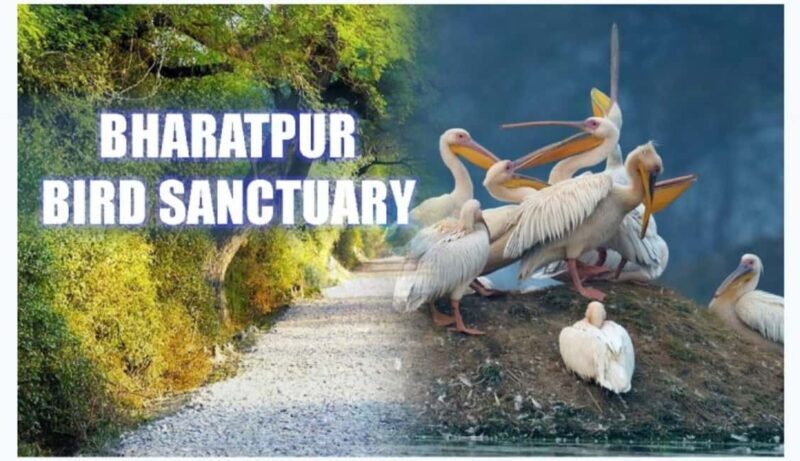 Bharatpur Bird Sanctuary Tour with Pickup and Drop - The Sum Up