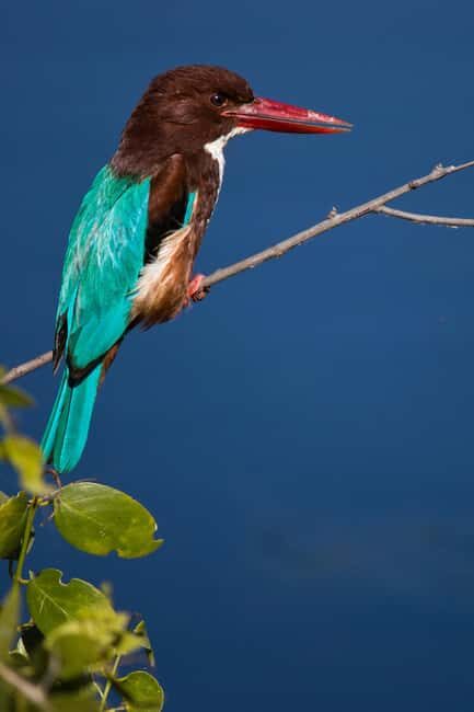 Bharatpur Bird Watching & Elephant Rescue Centre From Delhi - Practical Tips for Travelers