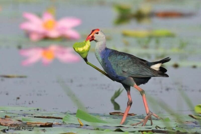Bharatpur: Keoladeo National Park Guided Tour with Pickup - An In-Depth Look at the Keoladeo National Park Guided Tour