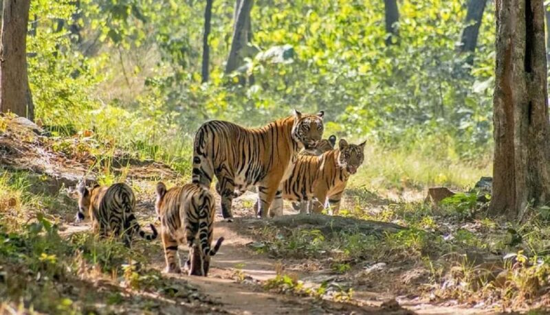 Bhopal: 3-Day Satpura National Park Safari Tour - What to Expect from the Experience  