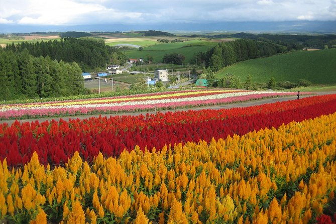 biei-furano-one-day-sightseeing-by-private-car