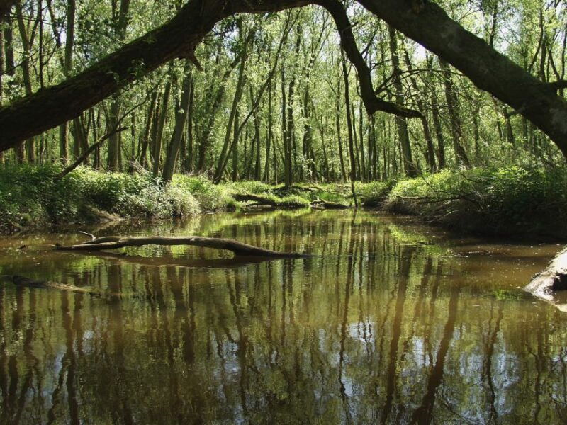biesbosch-boat-cruise-through-national-park