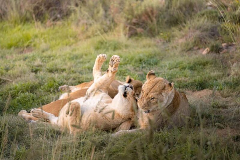 Big 5 Aquila Reserve Safari with Lunch and Tasting - Exploring the Aquila Private Game Reserve