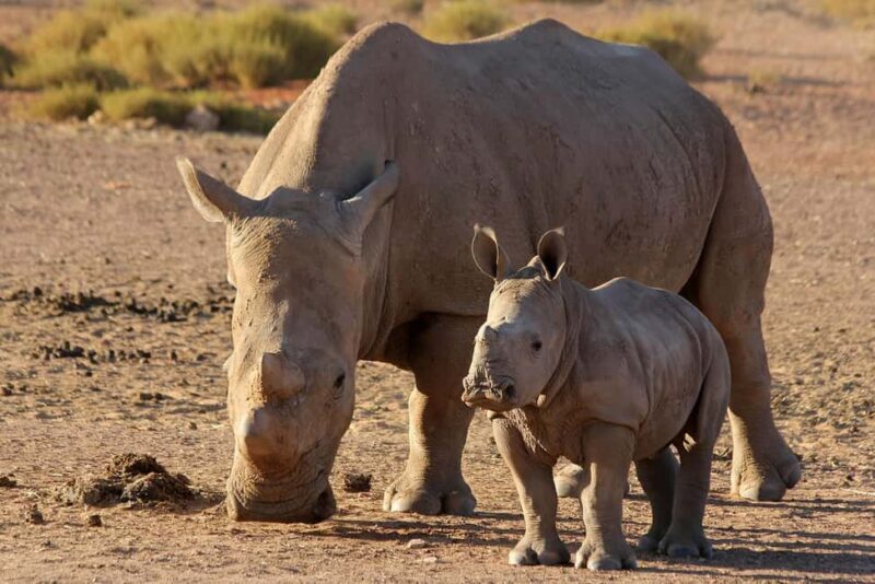 Big 5 Aquila Reserve Safari with Lunch and Tasting - Who Is This Tour Best For?