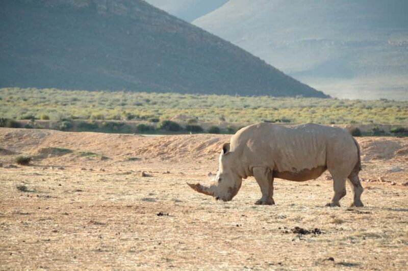 Big 5 Aquila Reserve Safari with Lunch and Tasting - Final Thoughts