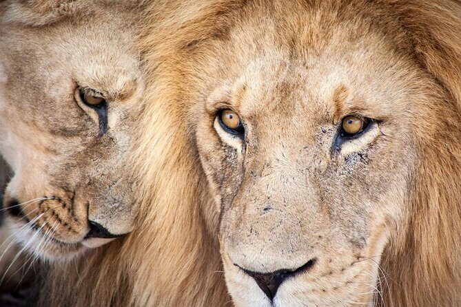 Big 5 Aquila Safari Full Day Tour and Lunch - Key Points