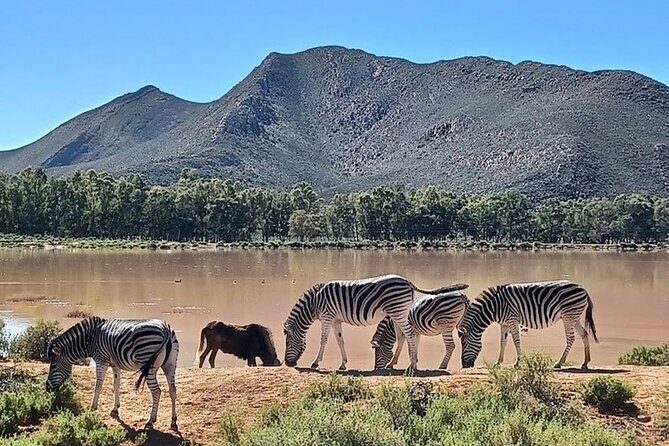 Big 5 Aquila Safari Full Day Tour and Lunch - Final Thoughts