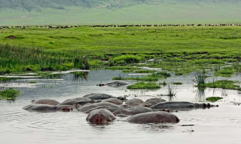 Big 5 Exploring in Ngorongoro Crater. - Who Is This Tour Best For?