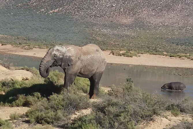 Big 5 Full Day Safari Aquila Lunch plus Breakfast From Cape Town - Key Points