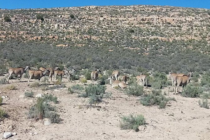 Big 5 Full Day Safari Aquila Lunch plus Breakfast From Cape Town - Who Would Love This Tour?