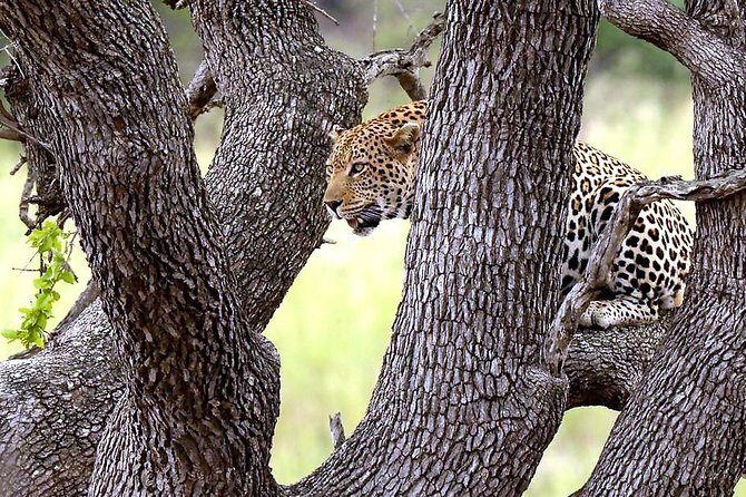 BIG 5 Kruger 3 Days Safari from Johannesburg - An Overview of the Experience