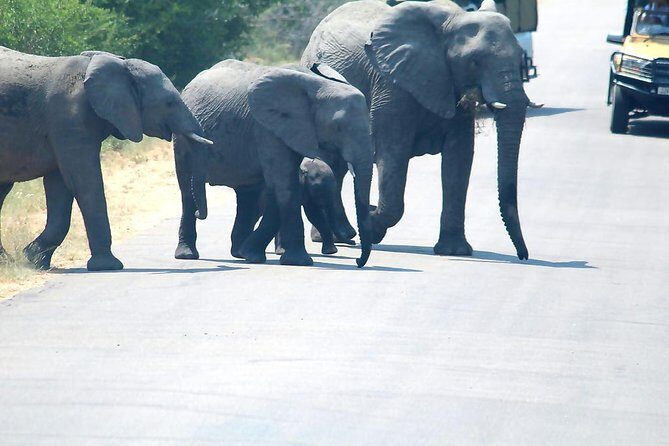 BIG 5 Kruger 3 Days Safari from Johannesburg - What Makes This Tour Stand Out?