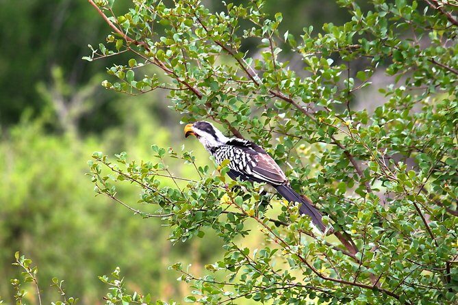 BIG 5 Kruger 3 Days Safari from Johannesburg - Real Experiences and Insights from Reviews