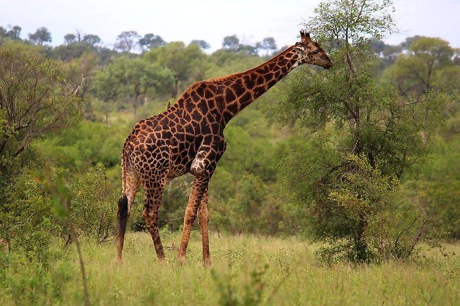 BIG 5 Kruger 3 Days Safari from Johannesburg - Practical Considerations