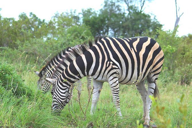 BIG 5 Kruger 3 Days Safari from Johannesburg - Who Would Love This Tour?