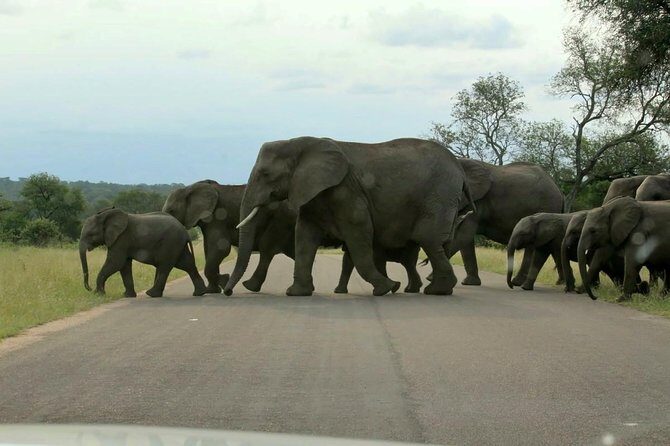BIG 5 Kruger 3 Days Safari from Johannesburg - The Sum Up
