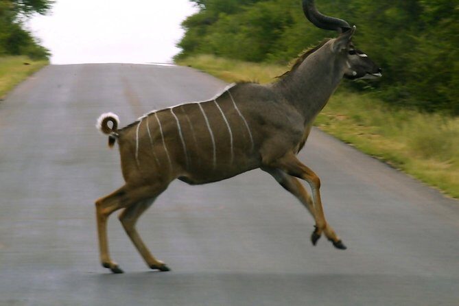 BIG 5 Kruger 3 Days Safari from Johannesburg - FAQ