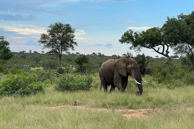 BIG 5 Kruger 4 Day Safari From Johannesburg - Key Points