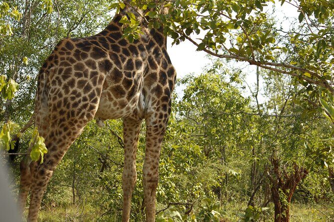 BIG 5 Kruger 4 Day Safari From Johannesburg - Who Should Consider This Tour?