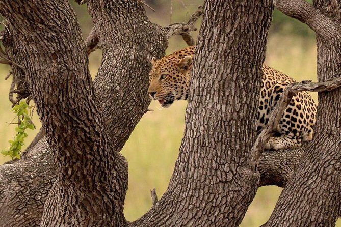 Big 5 Kruger National Park 2 Days Safari from Johannesburg - Who Will Love This Tour?