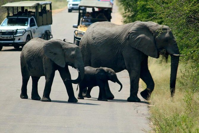 Big 5 Kruger National Park 2 Days Safari from Johannesburg - Final Thoughts: Is It Worth It?