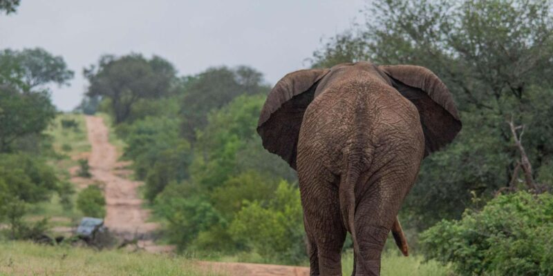 Big 5 Safari Am or Pm - Who Will Love This Safari?