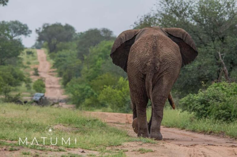 Big 5 Safari Am or Pm - FAQ