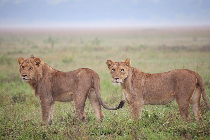 Big 5 Safari Day Trip - Key Points