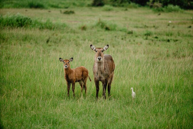 Big 5 Safari Day Trip - Introduction to the Experience