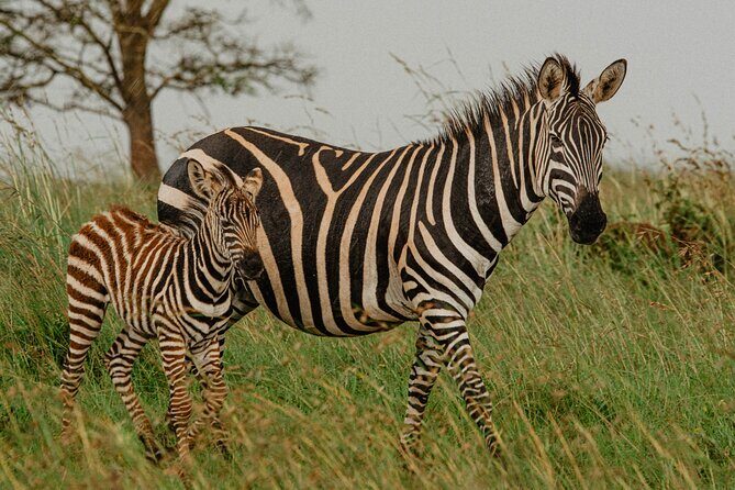 Big 5 Safari Day Trip - Practical Details and Considerations