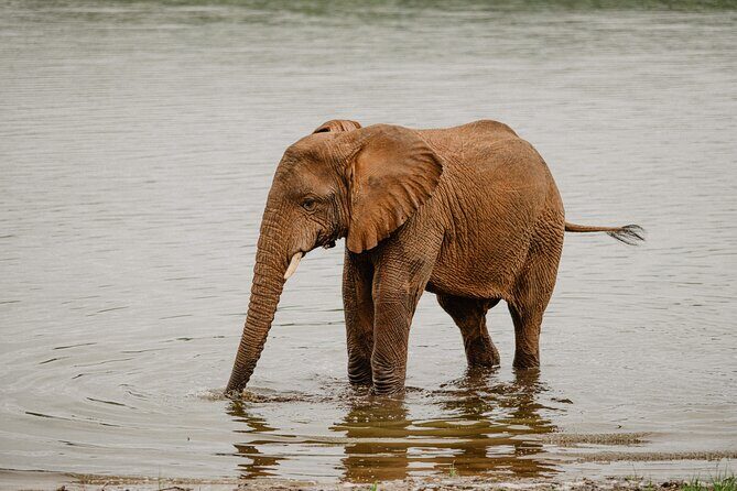 Big 5 Safari Day Trip - Authentic Reviews and Their Insights