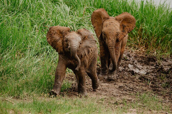 Big 5 Safari Day Trip - The Sum Up