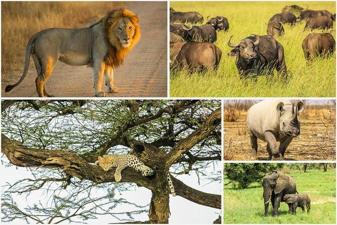 Big 5 Safari Experience at Pilanesberg National Park - An In-Depth Look at the Big 5 Safari Experience