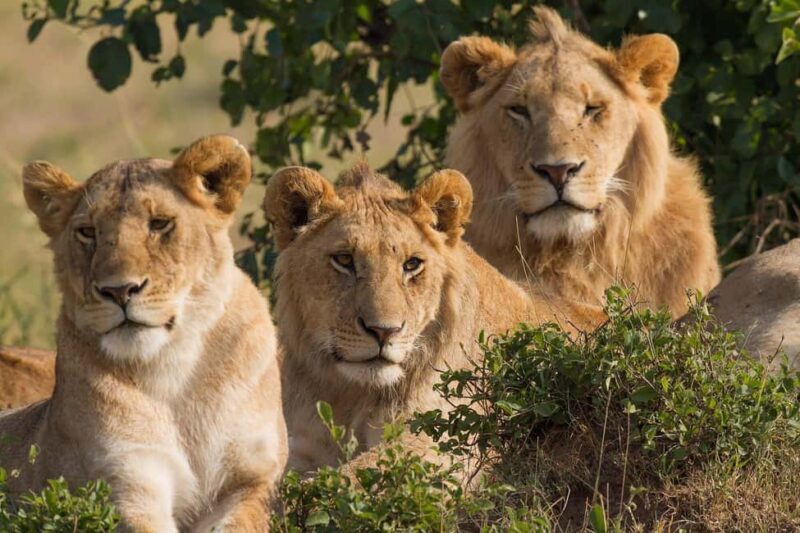 Big 5 Safari Private tour - Big 5 Safari Private Tour Review