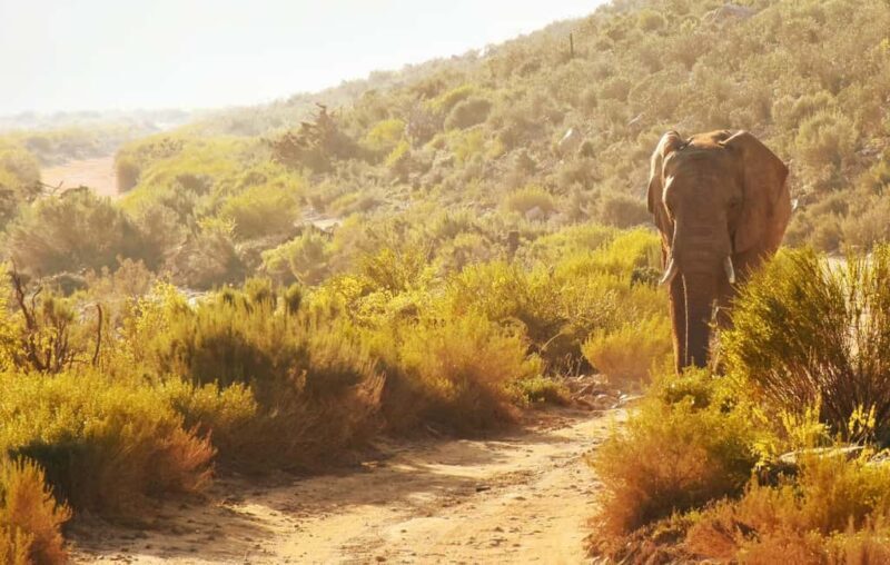 Big 5 Safari Private tour - Key Points