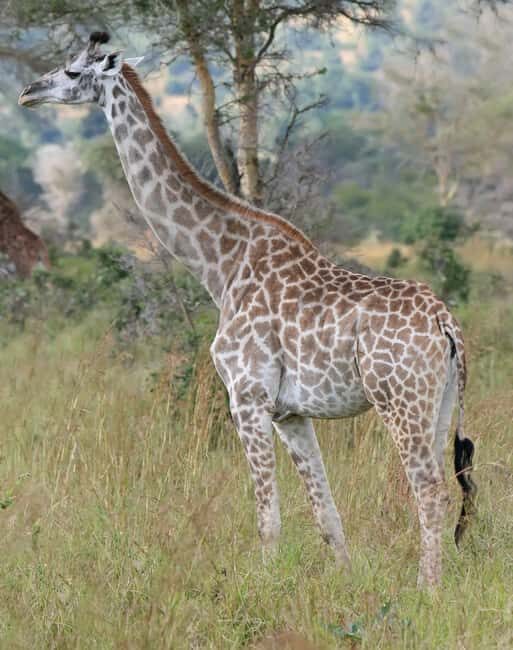 Big 5 Safari Private tour - Price and Value: Is it Worth It?