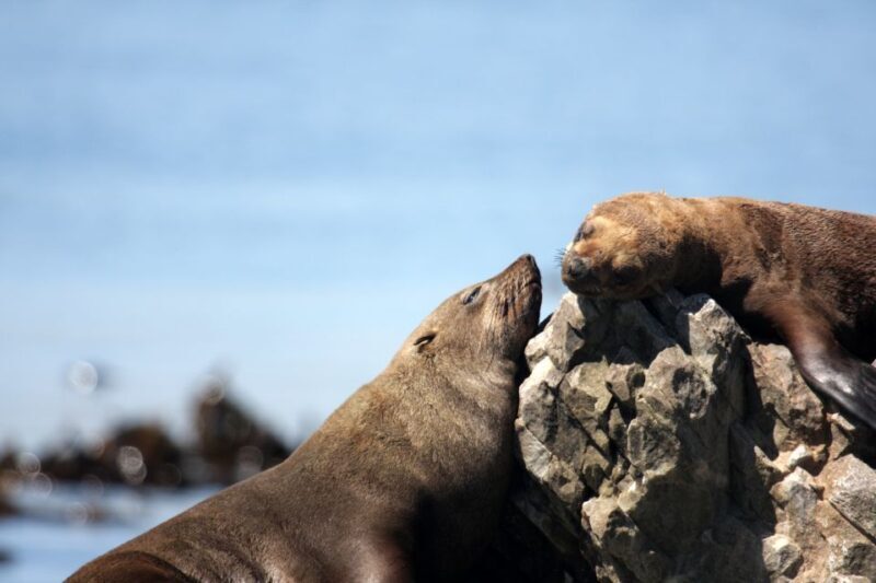 Big 5 Sea Safari Boat Ride of Gansbaai or Walker Bay - The Itinerary in Detail