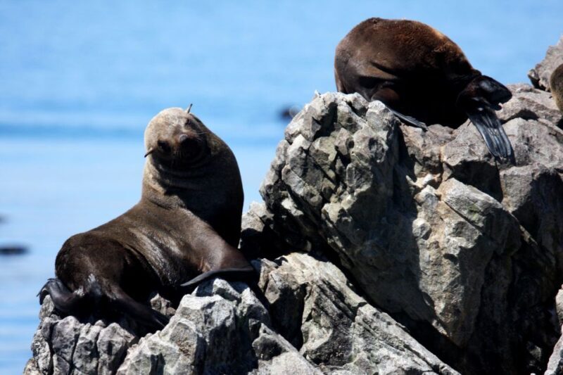 Big 5 Sea Safari Boat Ride of Gansbaai or Walker Bay - Practical Aspects and Value