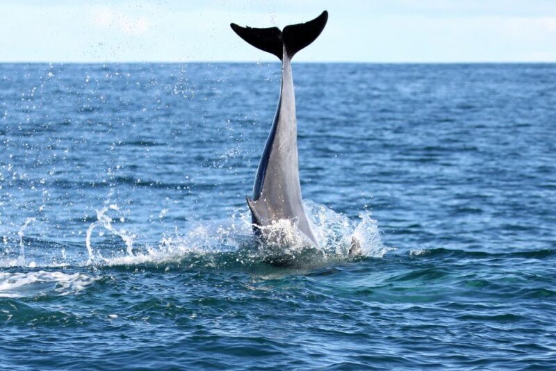 Big 5 Sea Safari Boat Ride of Gansbaai or Walker Bay - Who Will Love This Tour?