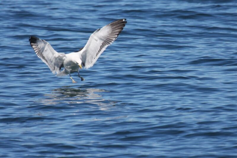 Big 5 Sea Safari Boat Ride of Gansbaai or Walker Bay - FAQ
