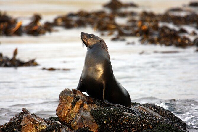 Big 5 Sea Safari in Walker Bay from Gansbaai - What to Expect on Your 2-Hour Sea Safari